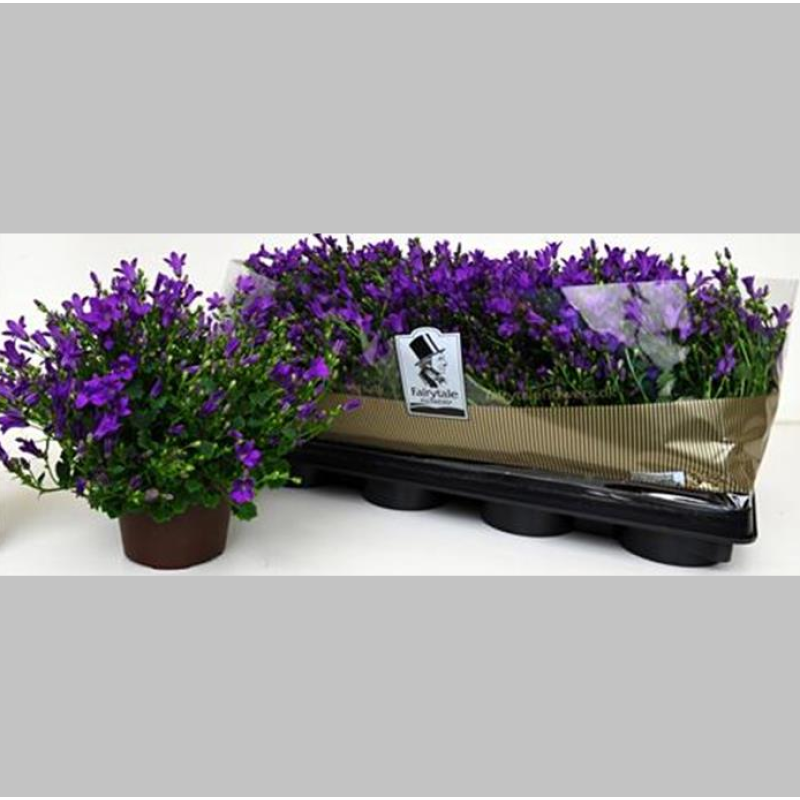 Campanula Violet, 25 cm